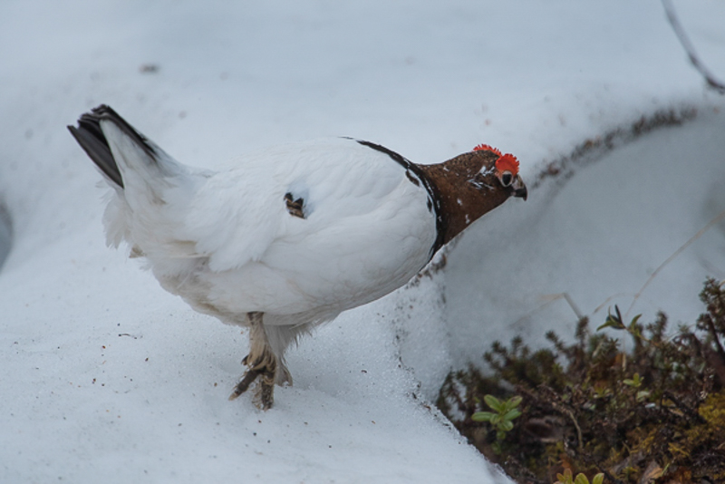 Moerassneeuwhoen